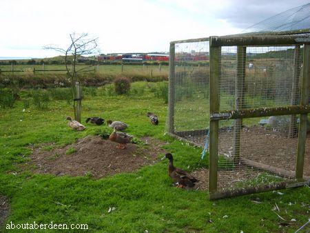 Farm Ducks