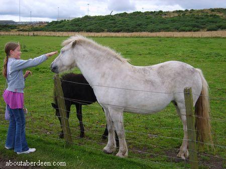 Girl Feeding Horses