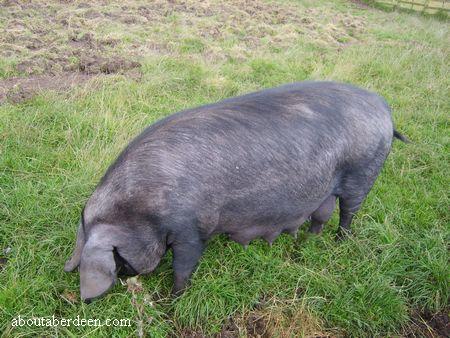 Large Black Pig