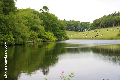 loch with trees and cows in field
