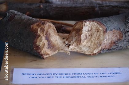 log eaten by beaver with bite marks