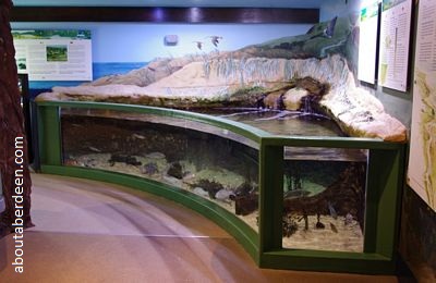 macduff aquarium