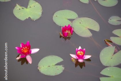 pink water lilies