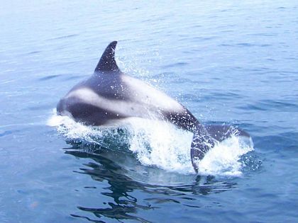 porpoise aberdeenshire sea