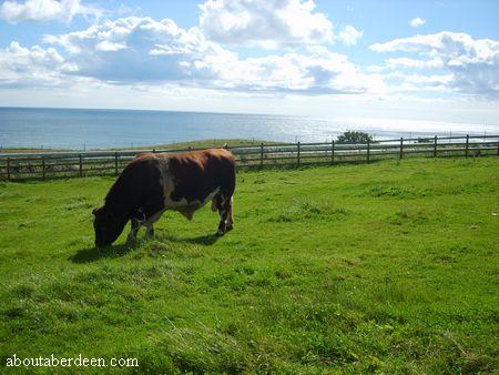 Rare Breeds Farm