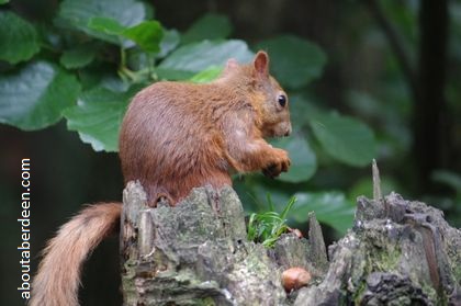 red squirrel