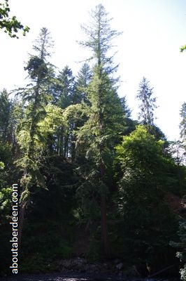 tallest douglas fir tree