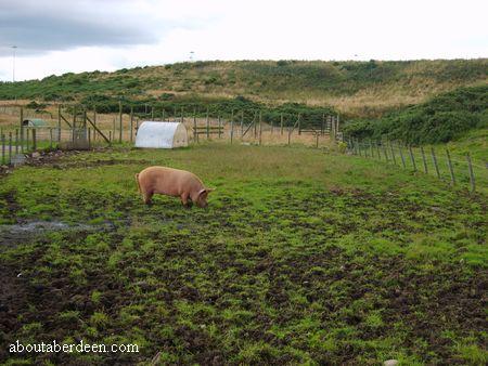 Tamworth Boar