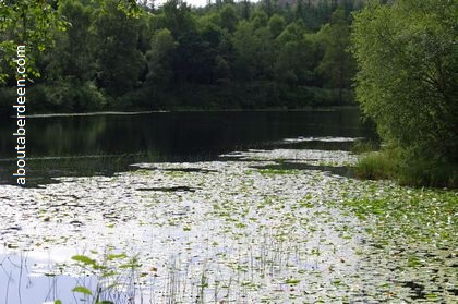 water lilies on scottish loch