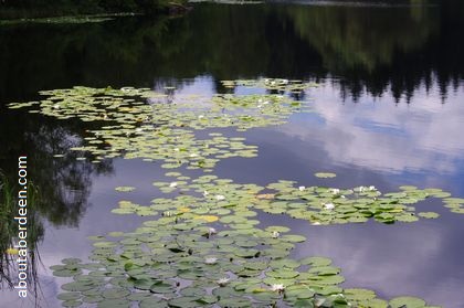 water lilies river