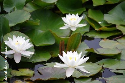 white water lilies